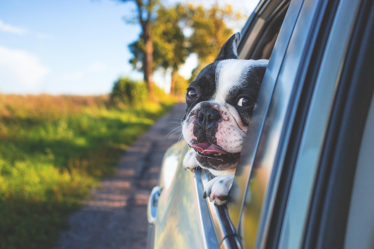 ペット同伴のゴルフ旅行のイメージ、愛犬とのドライブ