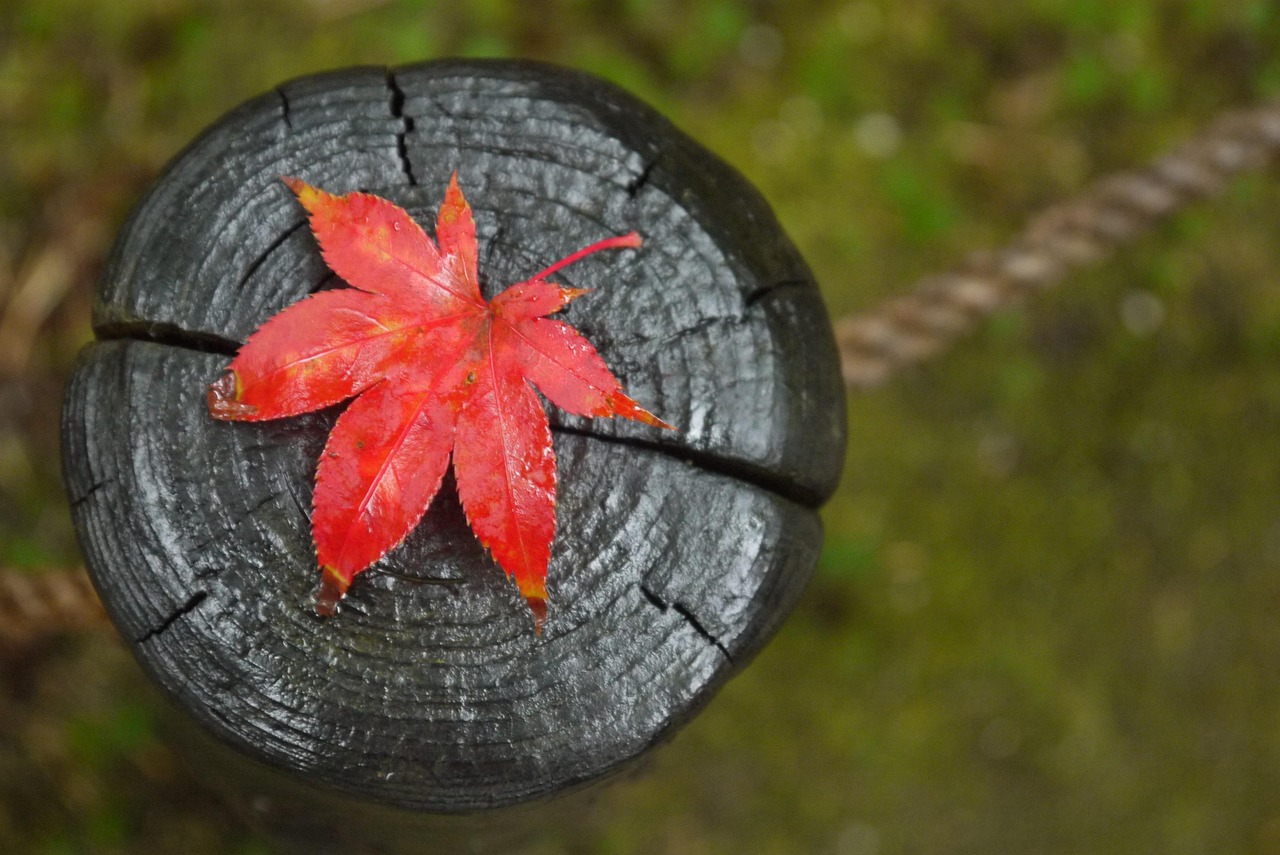 日光方面の紅葉シーズンのゴルフ場アクセスイメージ、紅葉したもみじ