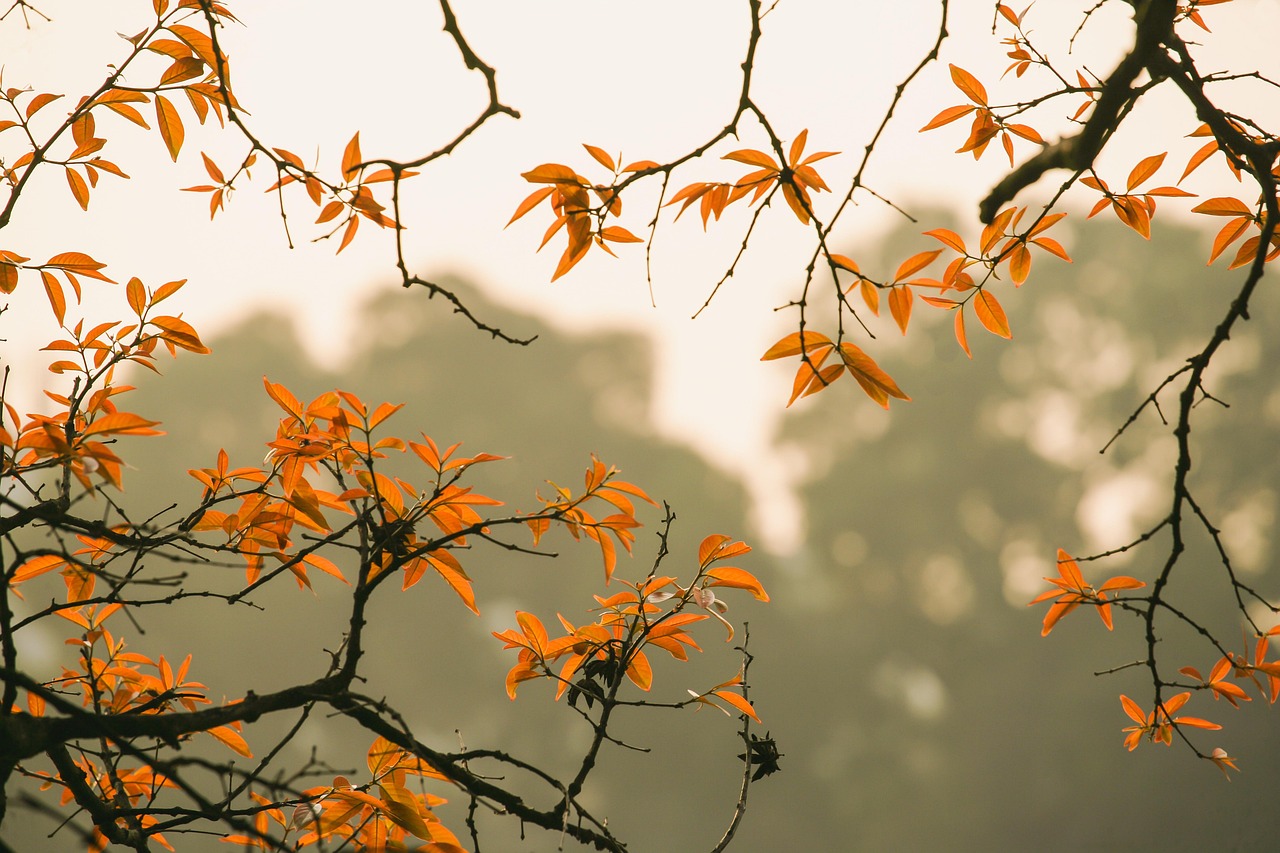 紅葉シーズンの栃木ゴルフ旅行イメージ